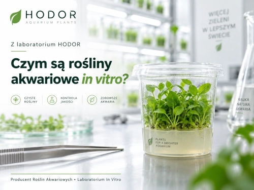 Czym są rośliny akwariowe in vitro?